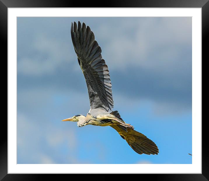 blue heron Framed Mounted Print by nick wastie