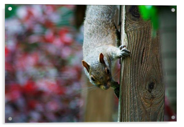 Gray Squirrel Acrylic by Rebecca Hansen