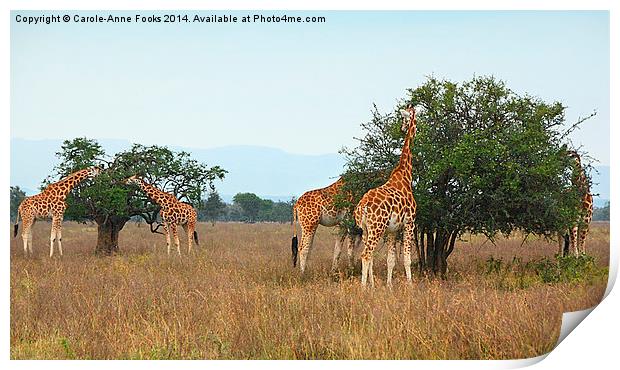 Rothschilds Giraffes Feeding, Lake nakuru, Kenya Print by Carole-Anne Fooks