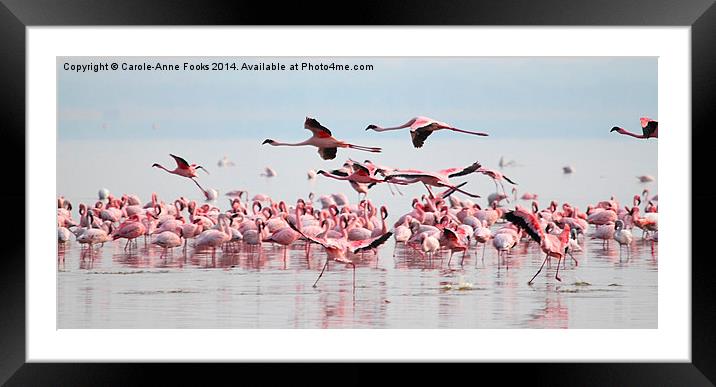 Fly Past, Lesser Flamingos, Lake Nakuru, Kenya Framed Mounted Print by Carole-Anne Fooks