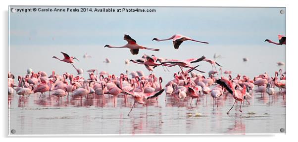 Fly Past, Lesser Flamingos, Lake Nakuru, Kenya Acrylic by Carole-Anne Fooks