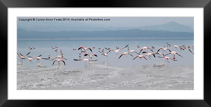Taking Off, Lesser Flamingos, Lake Nakuru, Kenya Framed Mounted Print by Carole-Anne Fooks