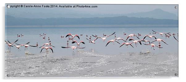 Taking Off, Lesser Flamingos, Lake Nakuru, Kenya Acrylic by Carole-Anne Fooks