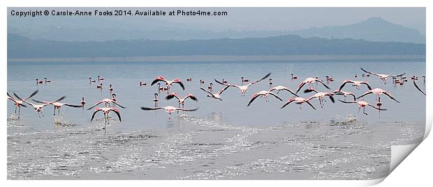Taking Off, Lesser Flamingos, Lake Nakuru, Kenya Print by Carole-Anne Fooks
