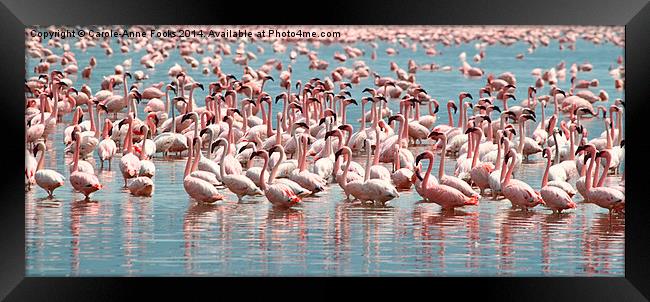 Flamingos and Flamingos..... Framed Print by Carole-Anne Fooks