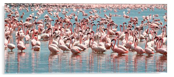 Flamingos and Flamingos..... Acrylic by Carole-Anne Fooks