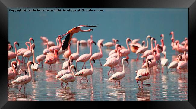 Take Off & Fly Framed Print by Carole-Anne Fooks