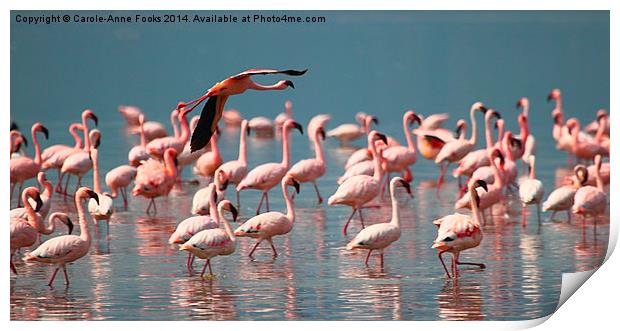 Take Off & Fly Print by Carole-Anne Fooks