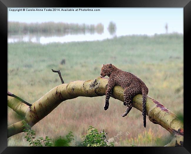 Leopard in the Rain, Lake Nakuru, Kenya Framed Print by Carole-Anne Fooks