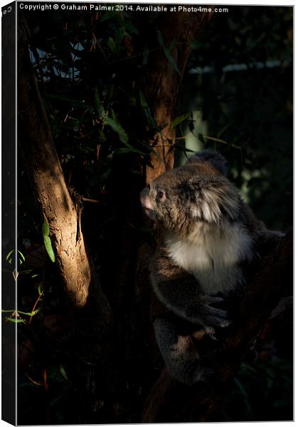 Koala In The Sun Canvas Print by Graham Palmer