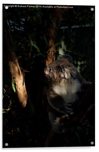 Koala In The Sun Acrylic by Graham Palmer