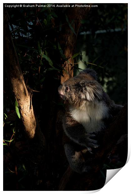 Koala In The Sun Print by Graham Palmer