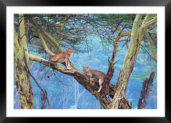 Young Lions in a Tree Framed Mounted Print by Carole-Anne Fooks