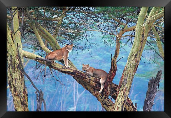 Young Lions in a Tree Framed Print by Carole-Anne Fooks