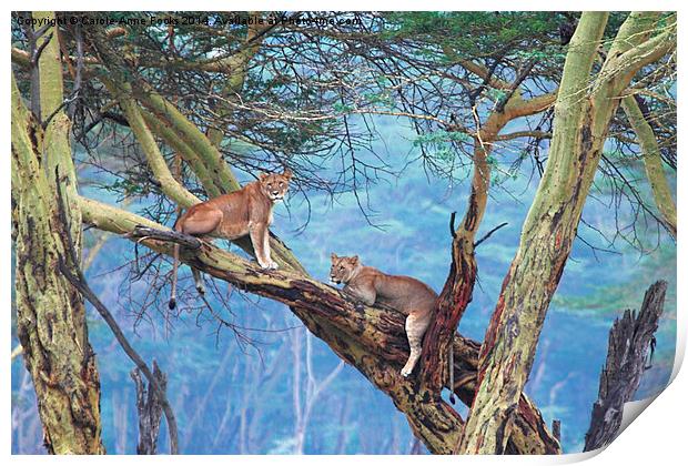 Young Lions in a Tree Print by Carole-Anne Fooks