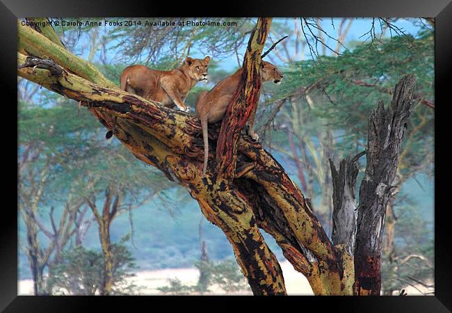 Young Lions in a Tree Framed Print by Carole-Anne Fooks