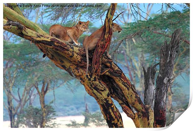 Young Lions in a Tree Print by Carole-Anne Fooks