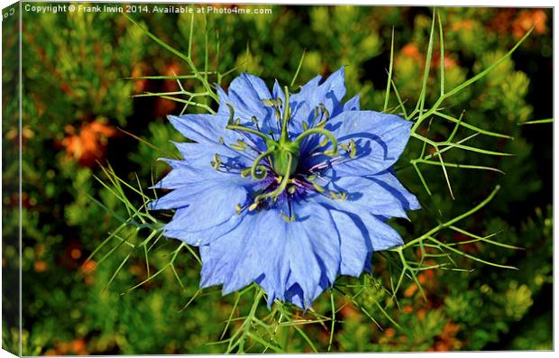 Nigella damascene also known as “Love in a mist”. Canvas Print by Frank Irwin