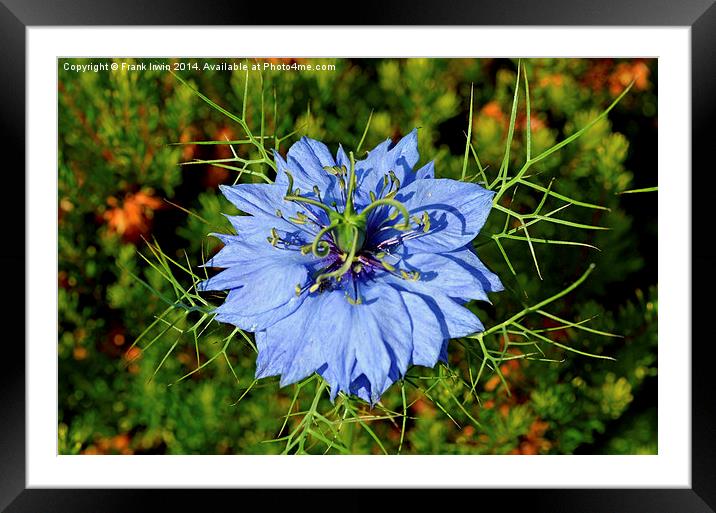 Nigella damascene also known as “Love in a mist”. Framed Mounted Print by Frank Irwin