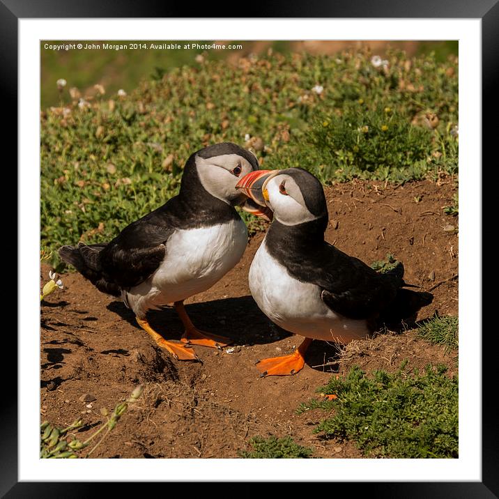 A pair of Puffins. Framed Mounted Print by John Morgan