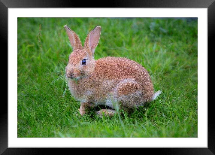 Bunny Framed Mounted Print by David Hare