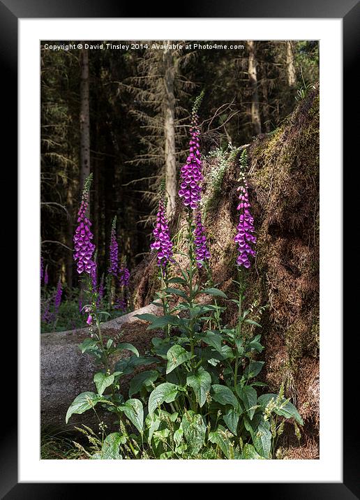 Standing Tall Framed Mounted Print by David Tinsley