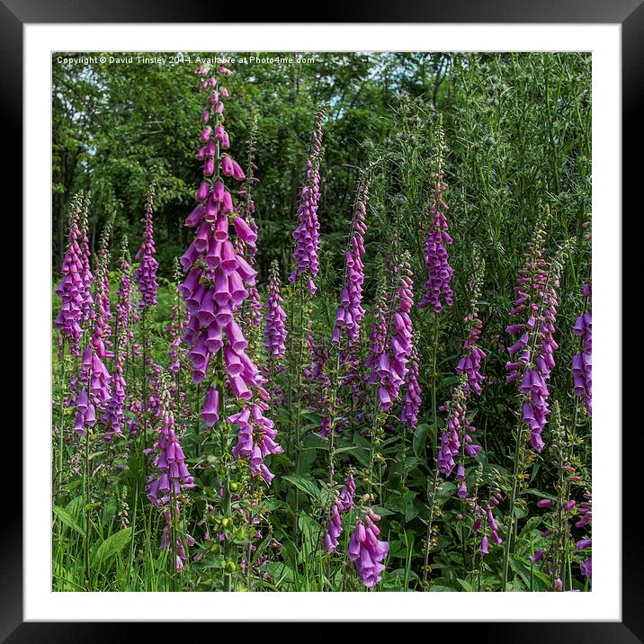 Foxgloves Framed Mounted Print by David Tinsley