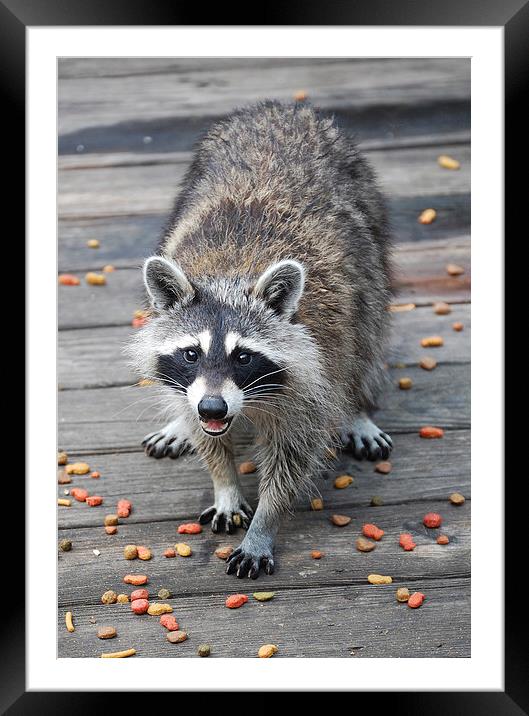 Young Female Raccoon Framed Mounted Print by james balzano, jr.