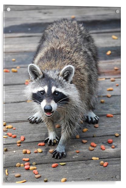 Young Female Raccoon Acrylic by james balzano, jr.