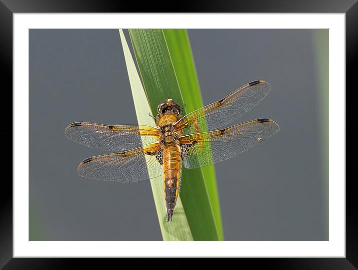 Four-spotted chaser Framed Mounted Print by Val Saxby LRPS