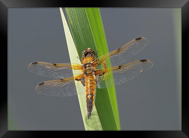 Four-spotted chaser Framed Print by Val Saxby LRPS