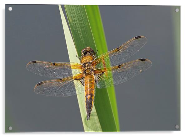Four-spotted chaser Acrylic by Val Saxby LRPS