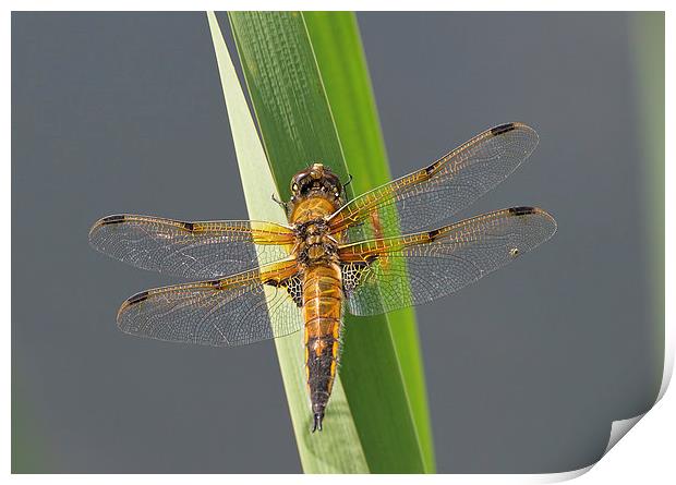 Four-spotted chaser Print by Val Saxby LRPS