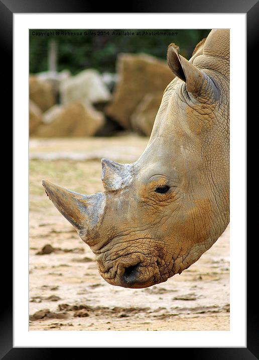 Southern White Rhinoceros Framed Mounted Print by Rebecca Giles