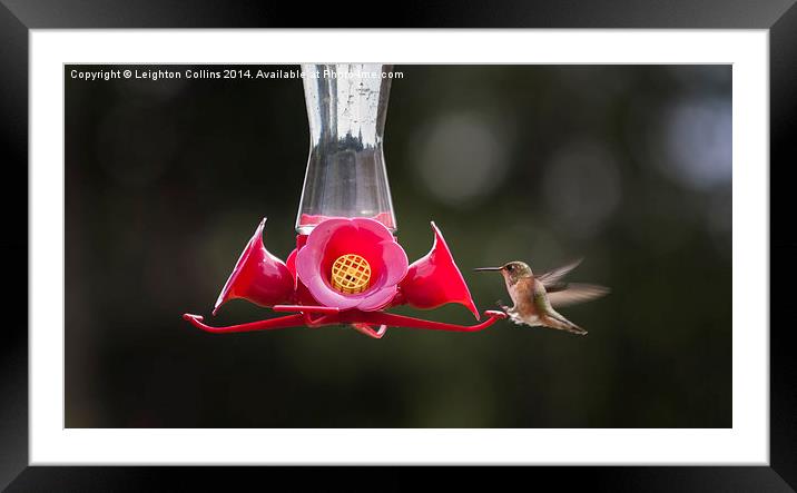 Hummingbird feeding Framed Mounted Print by Leighton Collins