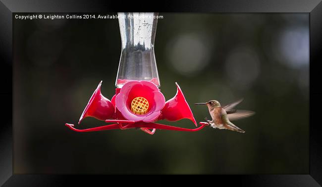 Hummingbird feeding Framed Print by Leighton Collins