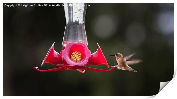 Hummingbird feeding Print by Leighton Collins