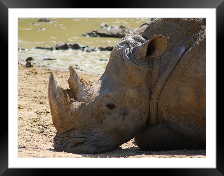 Rhino deserted Framed Mounted Print by paul mcphee