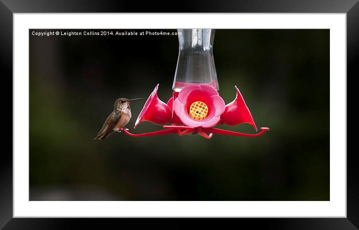 Hummingbird perched Framed Mounted Print by Leighton Collins