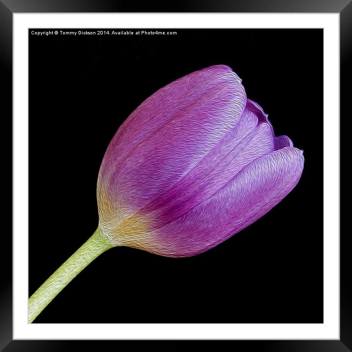 Single Purple Tulip Framed Mounted Print by Tommy Dickson
