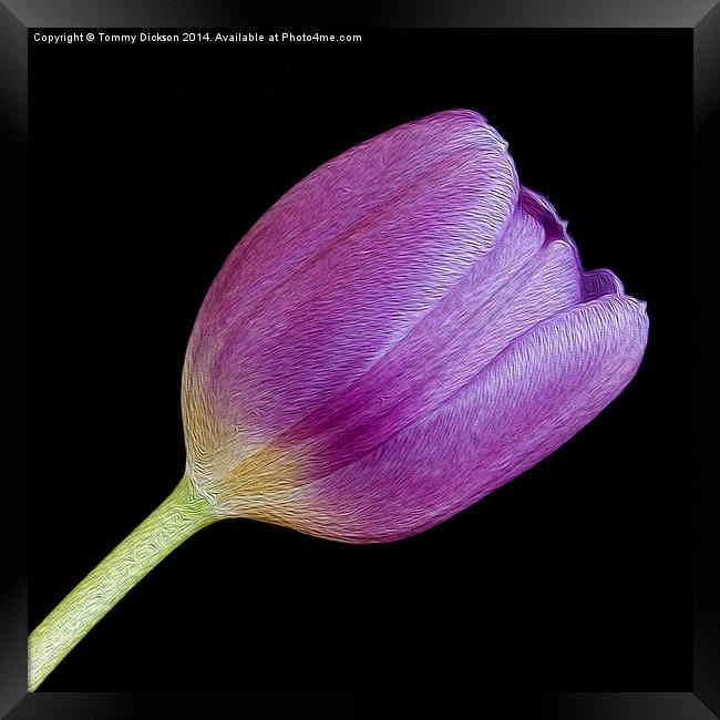 Single Purple Tulip Framed Print by Tommy Dickson