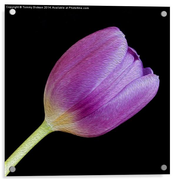 Single Purple Tulip Acrylic by Tommy Dickson