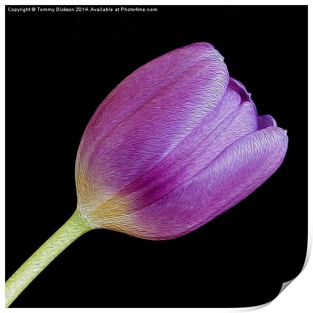 Single Purple Tulip Print by Tommy Dickson