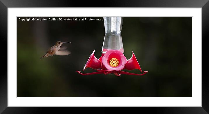 Hummingbird feeding station Framed Mounted Print by Leighton Collins