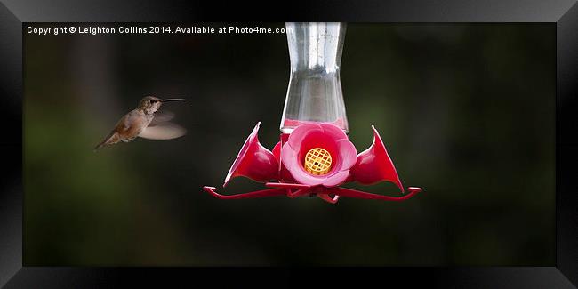 Hummingbird feeding station Framed Print by Leighton Collins
