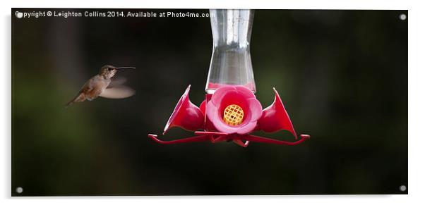 Hummingbird feeding station Acrylic by Leighton Collins