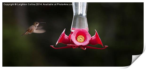 Hummingbird feeding station Print by Leighton Collins