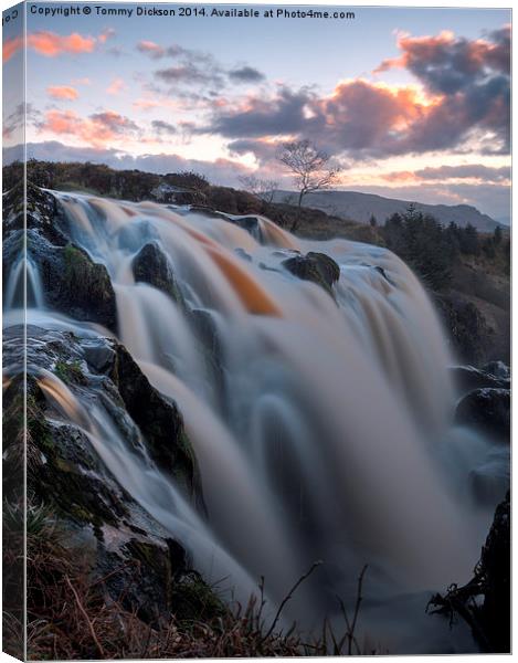 Loup Of Fintry Canvas Print by Tommy Dickson
