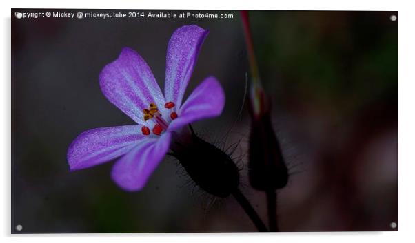 Purple Geranium Acrylic by rawshutterbug 