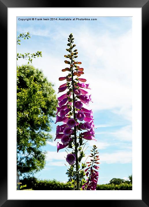 The common ‘foxglove’. Framed Mounted Print by Frank Irwin